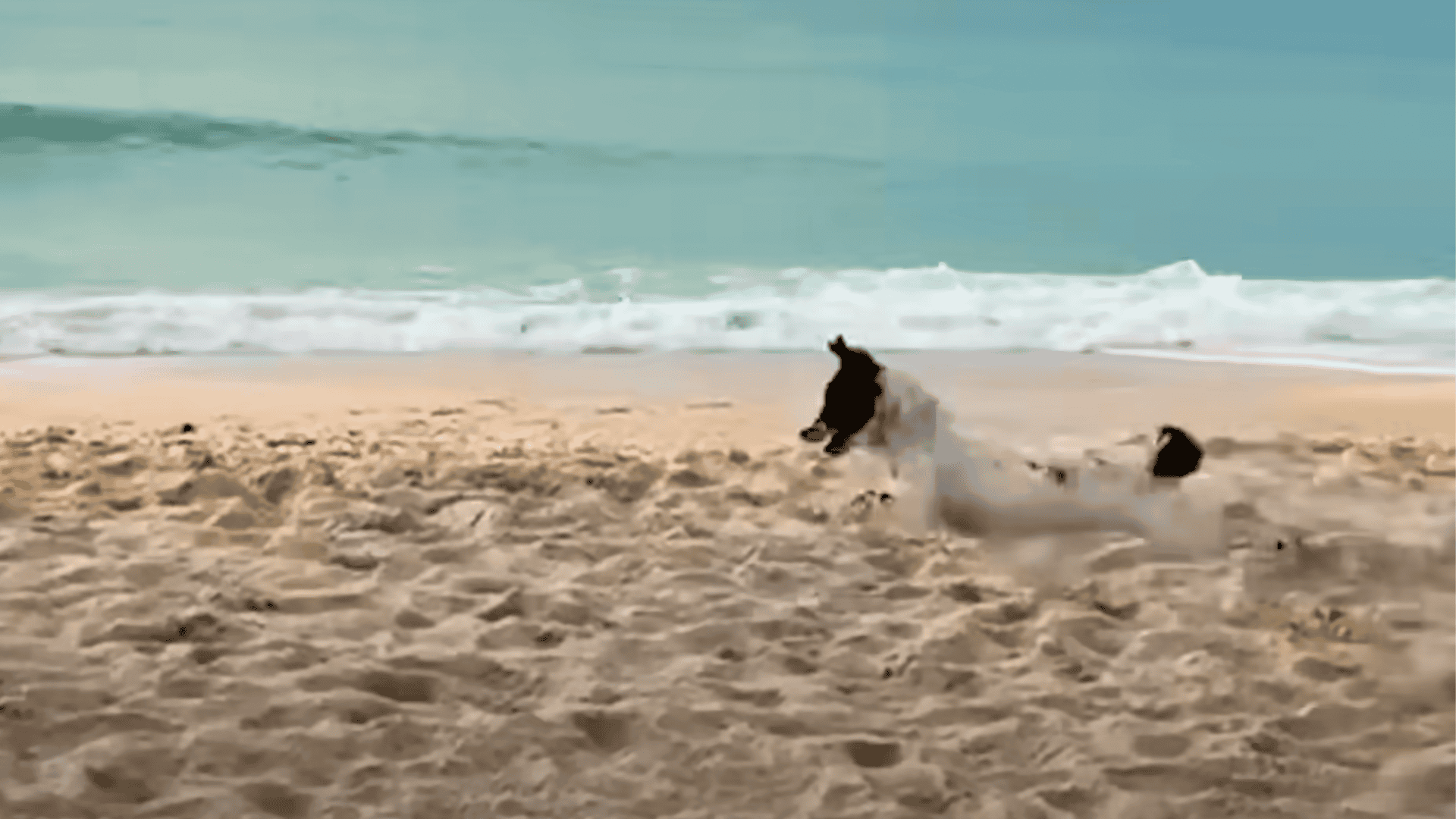 Stray Dog