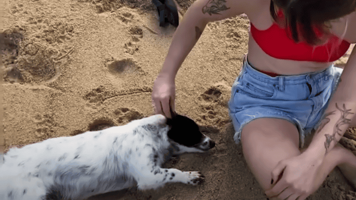 Stray Dog Keeps Following Denver Couple On Vacation In Mexico Gets Adopted