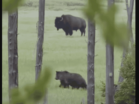 Bear