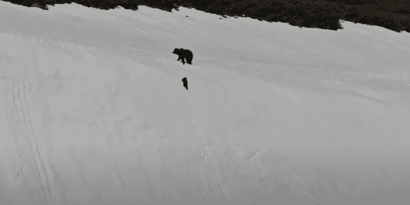 Bear cub with mother reunited