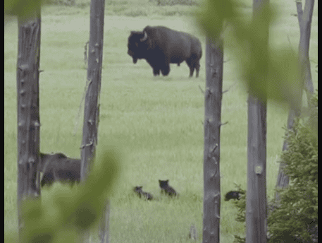 Bear