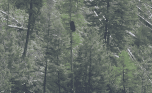 Impressive Bears Scale Trees with Incredible Speed