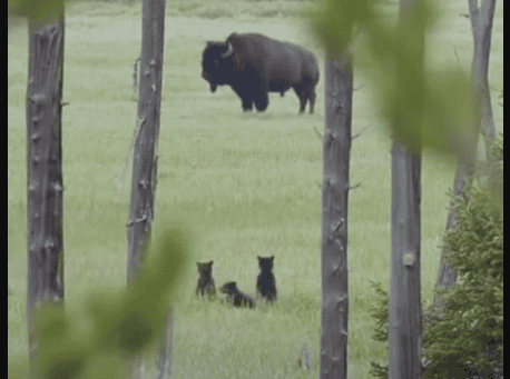 Bear