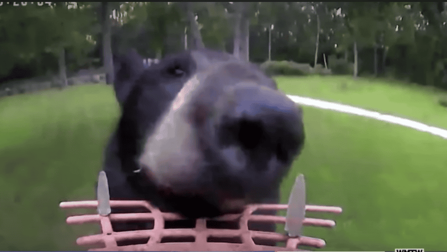 Bear