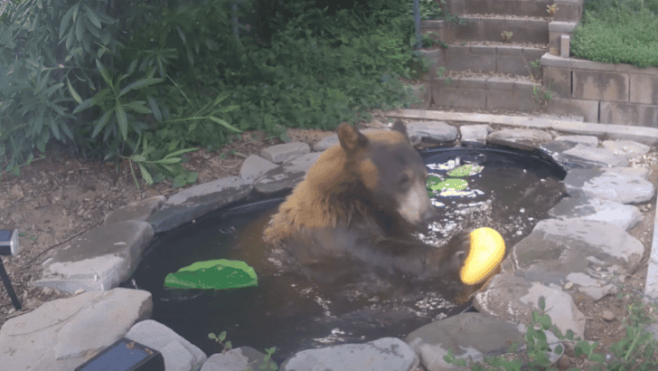CCTV Captures Large Bear Trying to Cool off in LA Backyard Pond