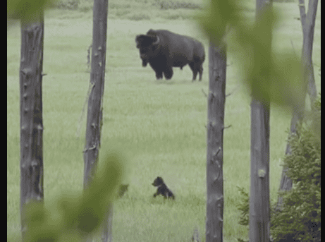 Bear