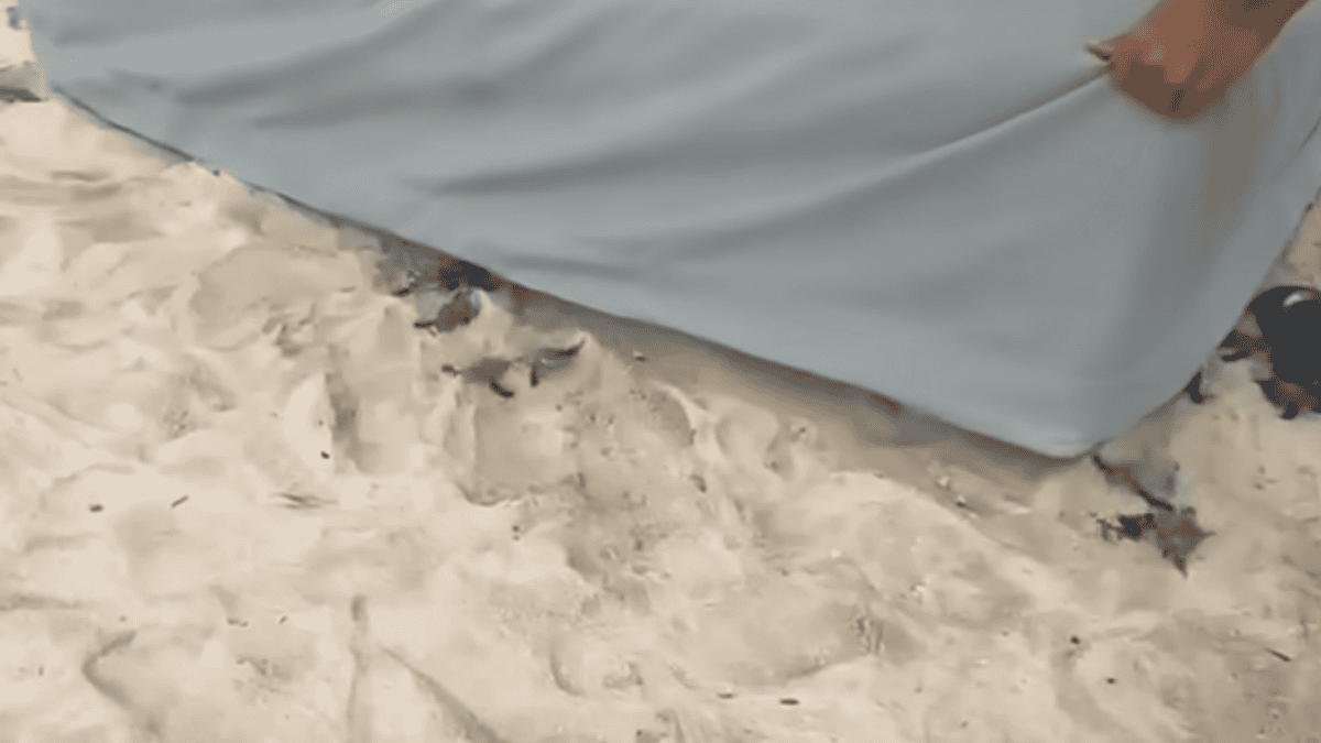 baby turtles emerge from beach lounger