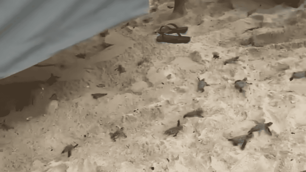 baby turtles emerge from beach lounger