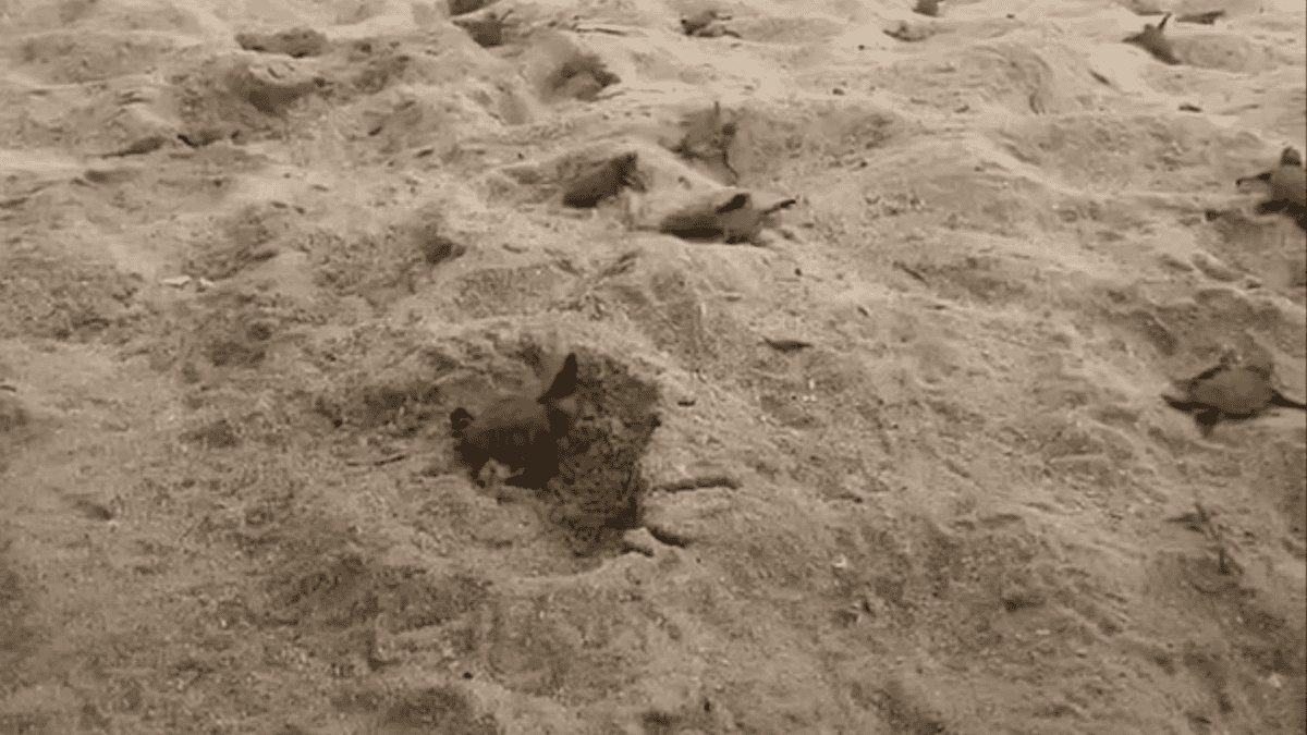 baby turtles emerge from beach lounger
