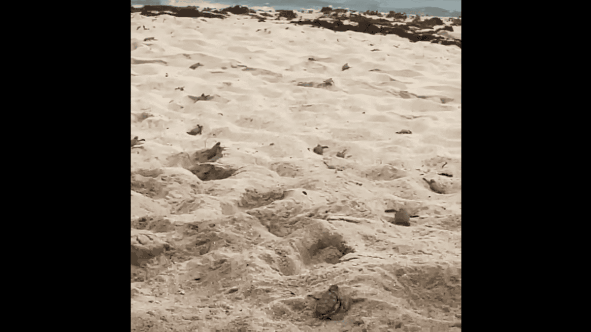 baby turtles emerge from beach lounger