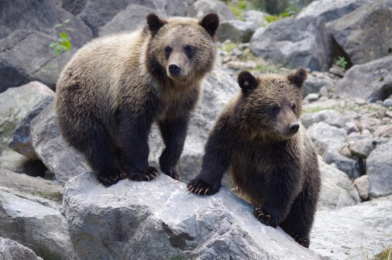 Bear