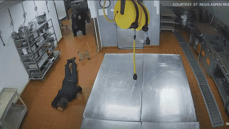Unexpected Guest: Bear Attacks Guard in Aspen Hotel
