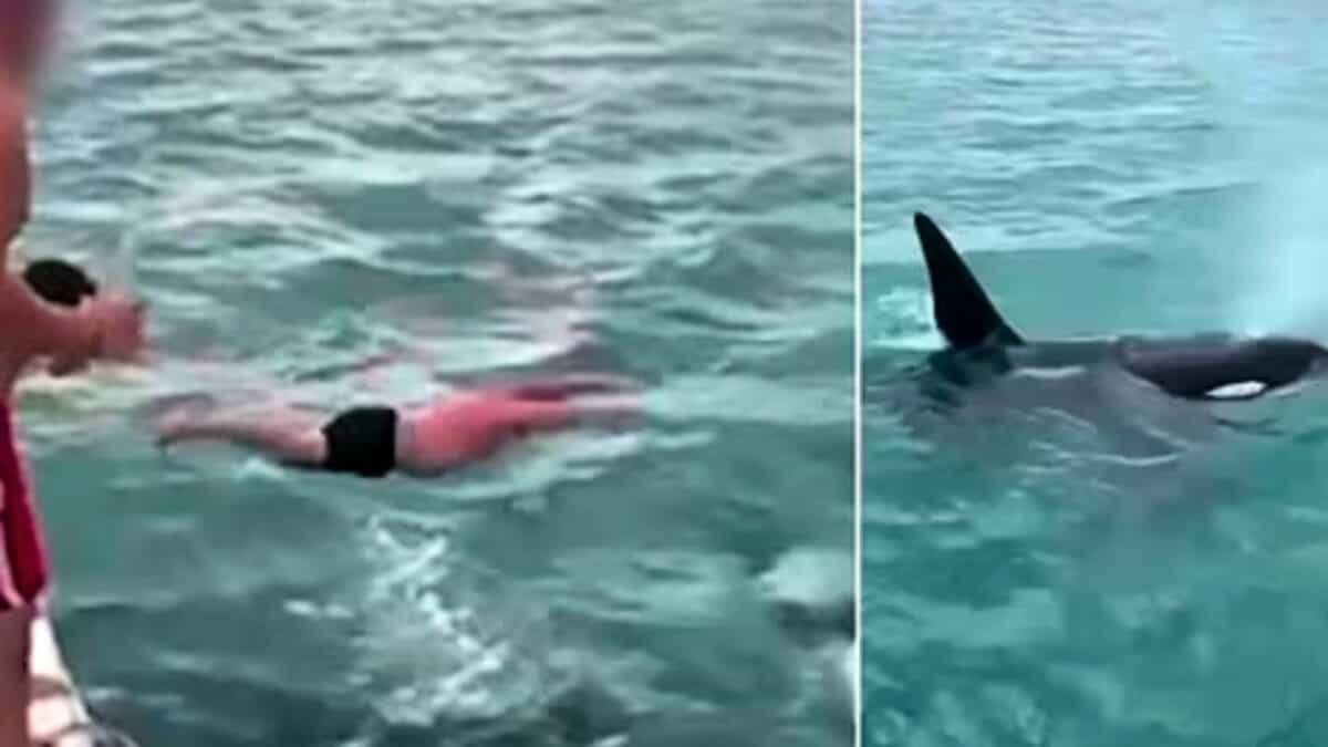 body slam killer whale