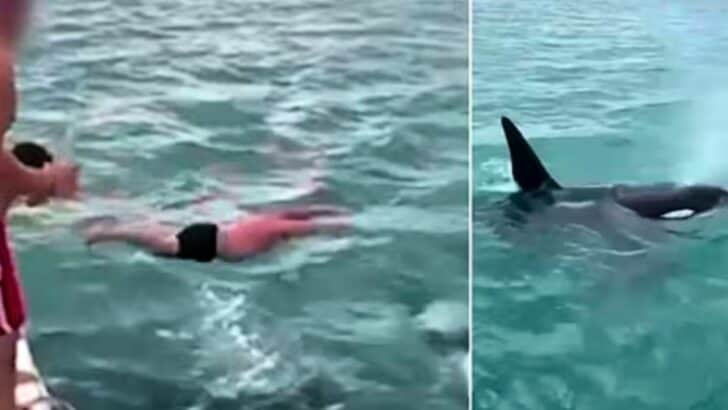 50-year-old Man Fined After Attempting to ‘Body Slam’ A Killer Whale in New Zealand