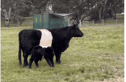 Cow
