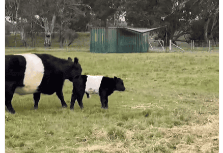 Cow