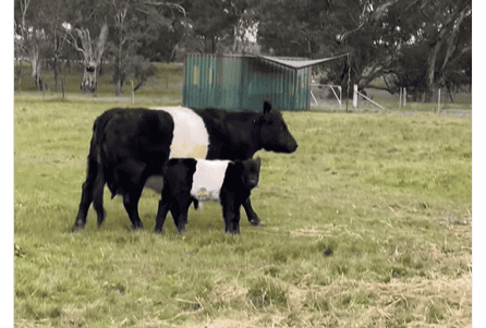 Cow