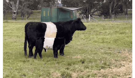 Cow