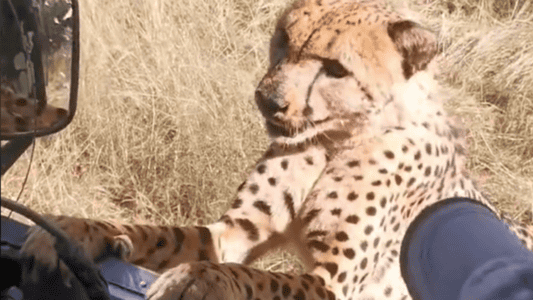 Hungry Cheetah Meows for Snack in Namibia