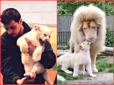 Male White Lion Meeting His Daughter for The First Time is Heartwarming