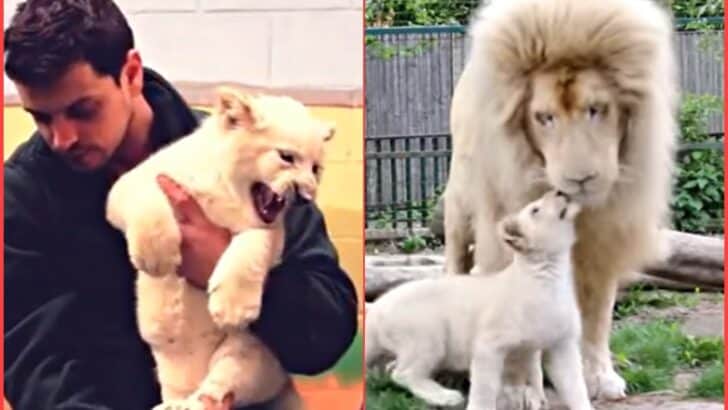 Male White Lion Meeting His Daughter for The First Time is Heartwarming