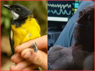 Scientists Discover New Toxic Bird