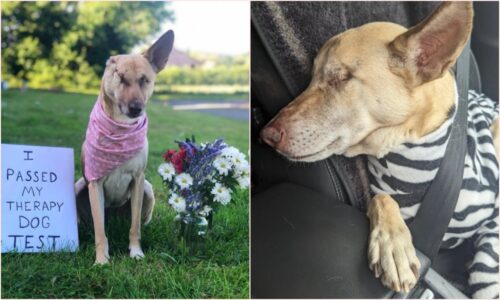 Rescued Therapy Dog Shot and Injured in Lebanon, is Now Living Her Twilight Years with Love
