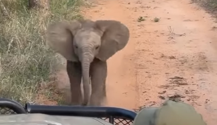 Adorably Brave 2-Month-Old Elephant Wants To Protect His Mama