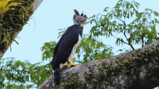 The harpy eagle