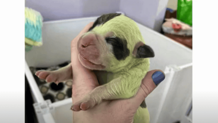 Nova Scotia Bulldog Gives Birth to a Rare Green Colored Puppy.