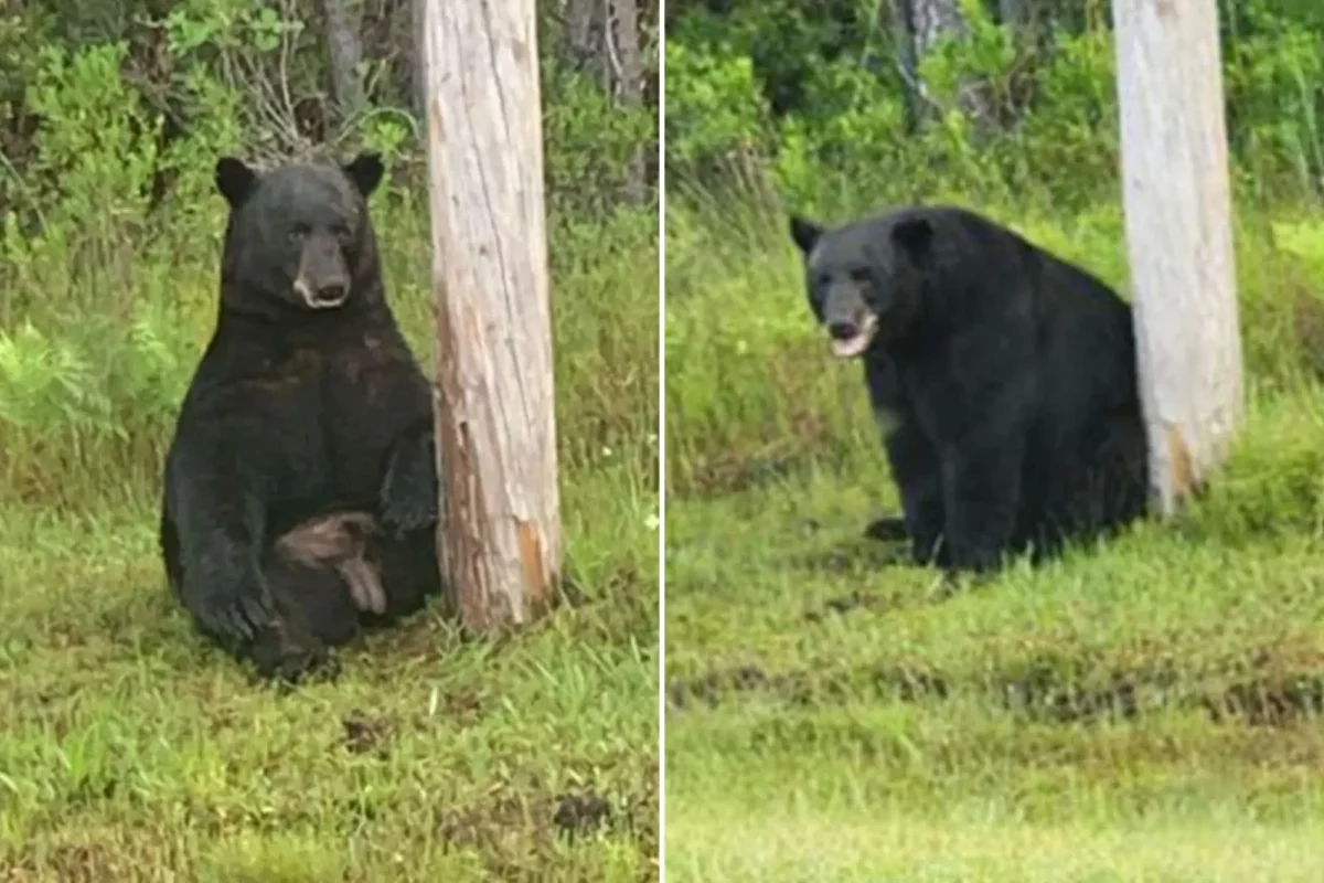 ‘Depressed’ Black Bear