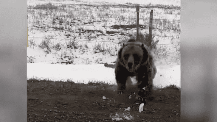 Furious Mama Bear Charges Truck in Alberta