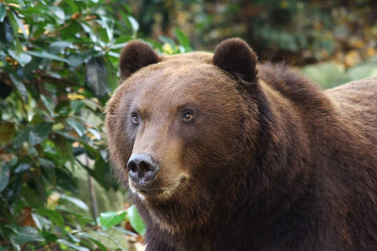 Bear