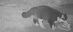cat stealing
