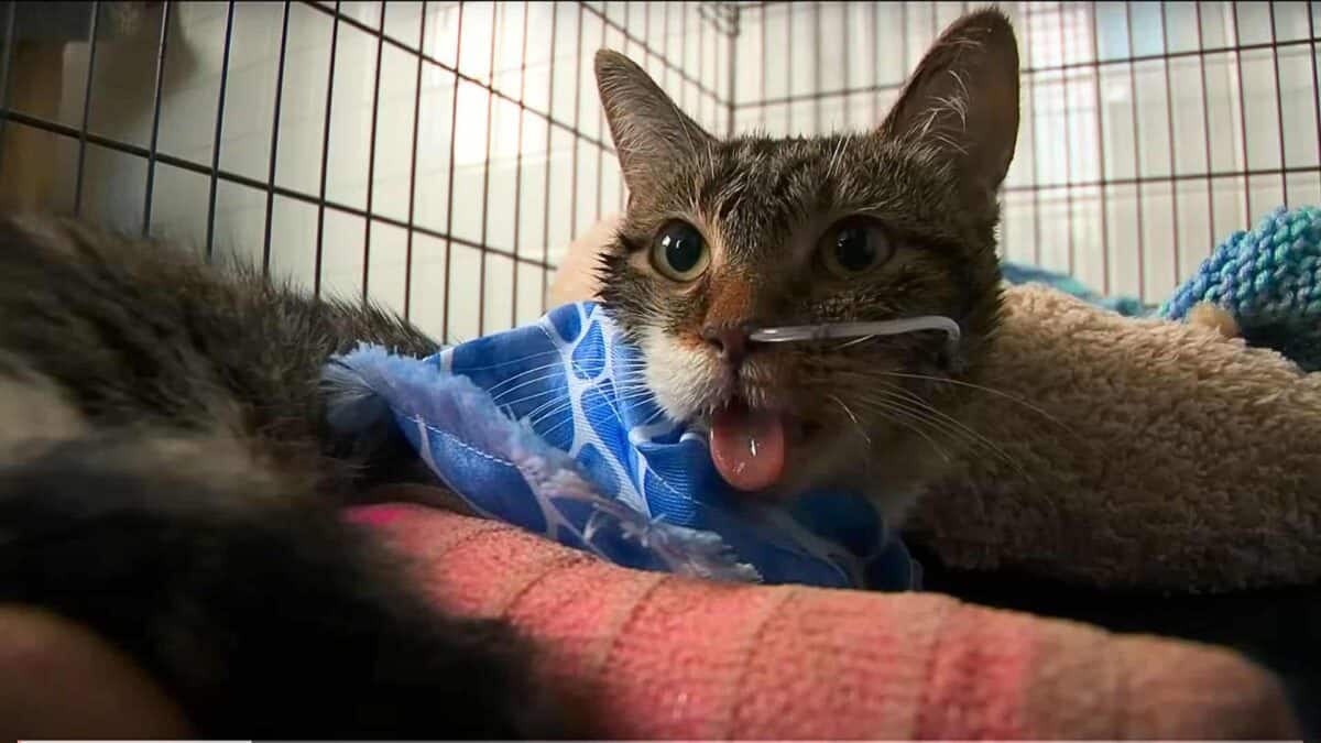 Cat thrown from Balcony 