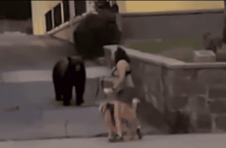 Dog Walker Is 2ft From Massive Bear Before Realising In Los Angeles