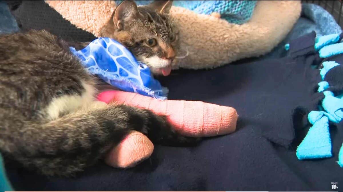 Cat Thrown From Balcony makes a recovery 