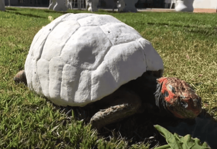 Gopher tortoise