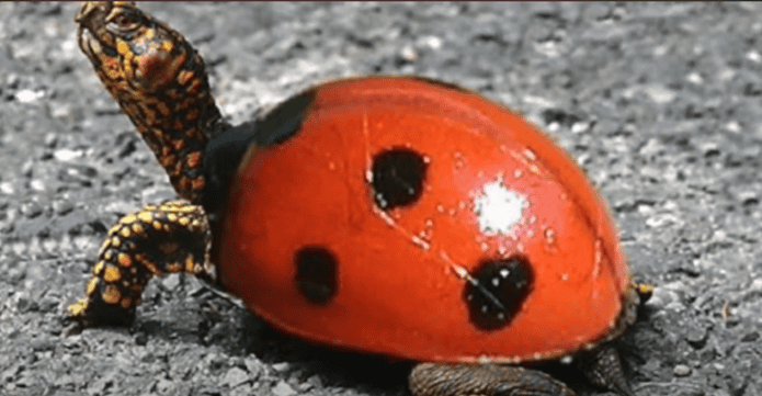 Baby tortoise shell painted like lady bug