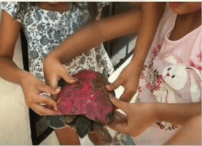 Kids handling turtle