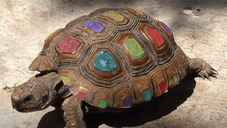 Discover Why it’s Bad to Paint Turtle Shells