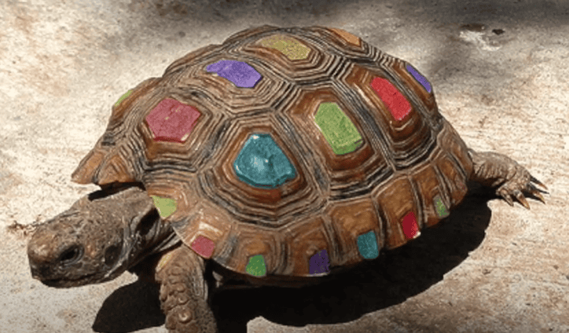 Texas tortoise 