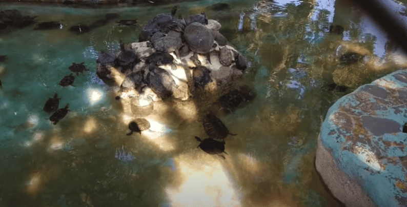 Turtles in a pond
