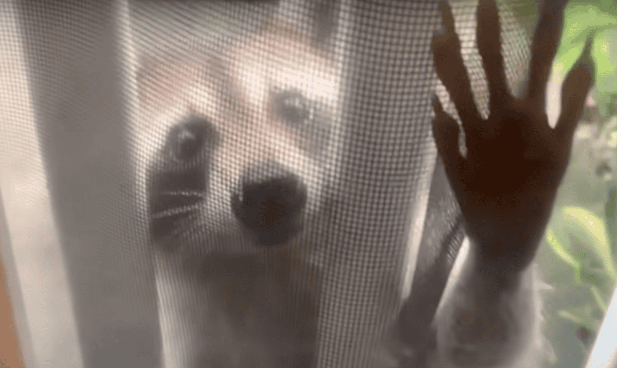 raccoon