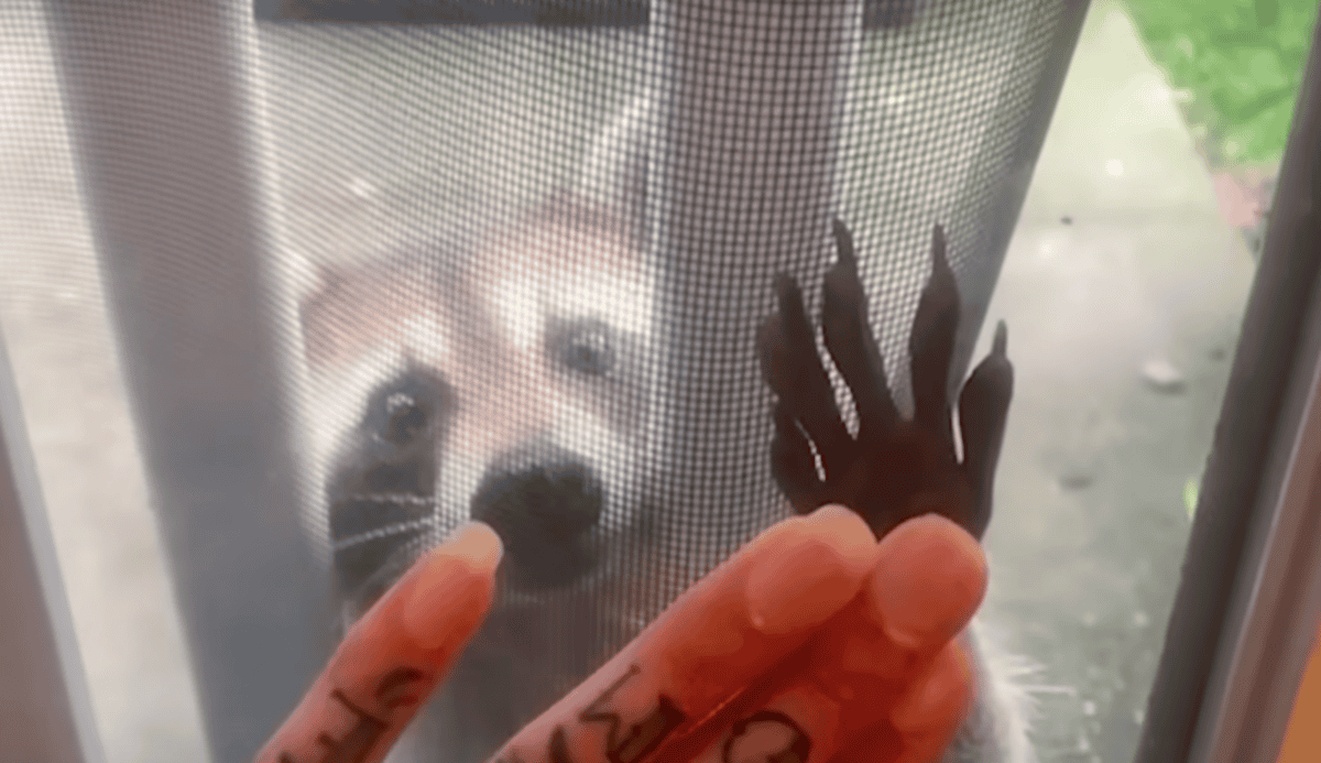 raccoon