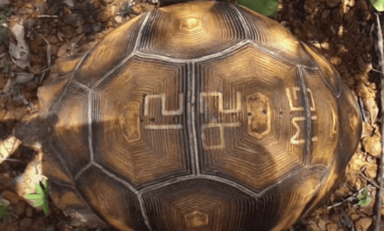 Tortoise shell
