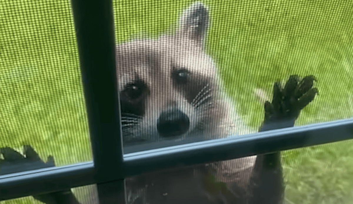 raccoon