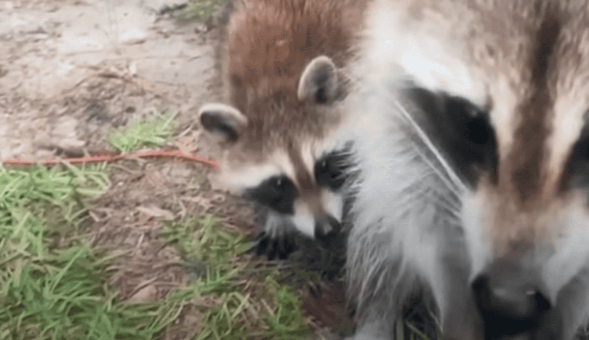 raccoon