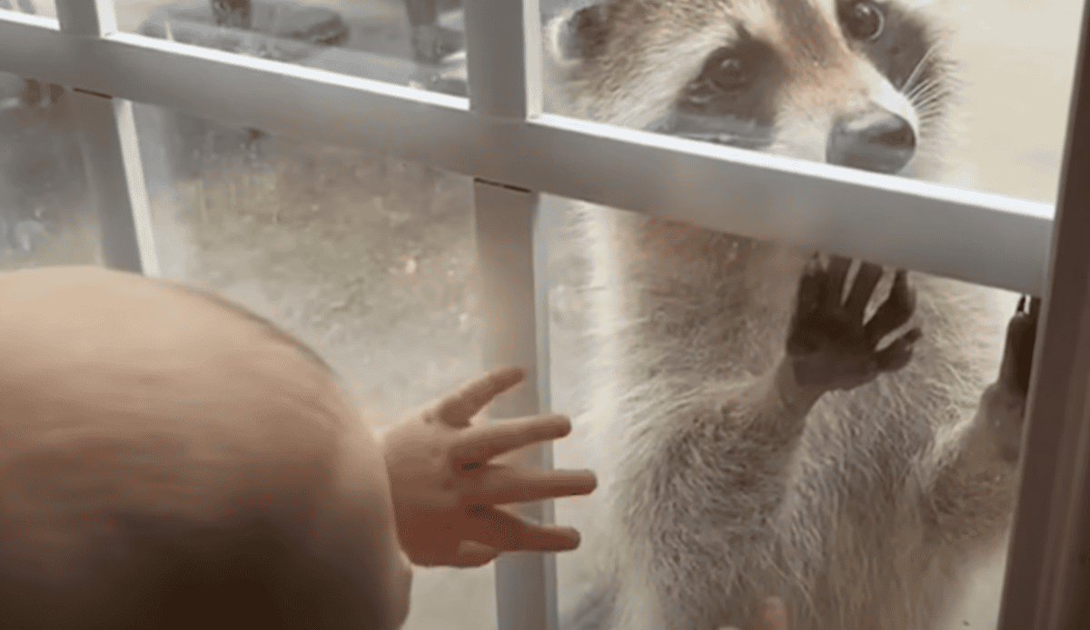 raccoon