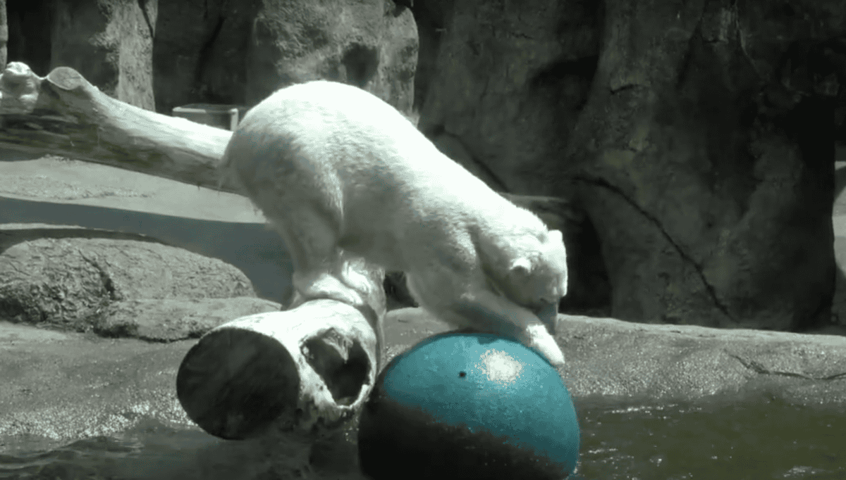 polar bear